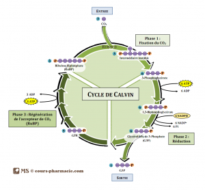 Cycle de Calvin